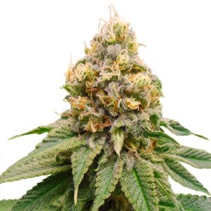 girl scout cookies x do-si-dos feminized marijuana seeds