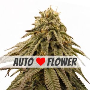 GMO autoflower marijuana seeds