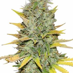 Gold Leaf Feminized Marijuana Seeds