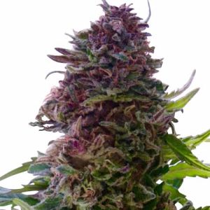 Granddaddy Purple Feminized Marijuana Seeds