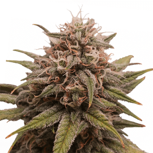 Grape Octane feminized marijuana seeds