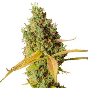 grapefruit feminized marijuana seeds