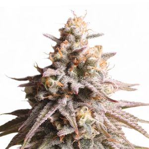 gushers feminized marijuana seeds