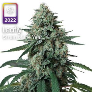 jealousy leafly strain of the year 2022