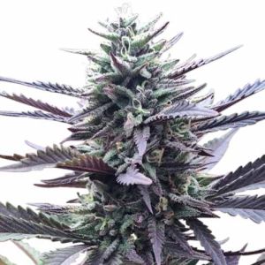 LA Confidential feminized marijuana seeds