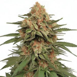 LA Kush Cake Feminized Marijuana seeds