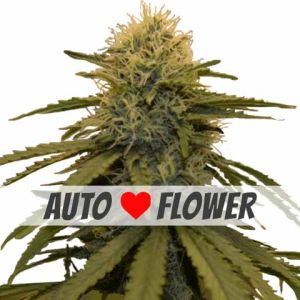 LSD autoflower Marijuana seeds