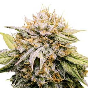 Mango Kush feminized cannabis seeds