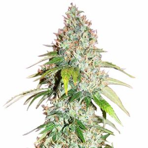 Master Kush feminized cannabis seeds