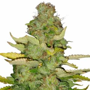 Maui Wowie feminized marijuana seeds