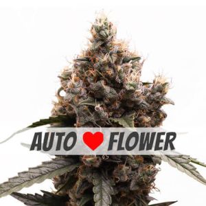 Mimosa autoflower marijuana seeds