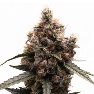 Mimosa feminized marijuana seeds