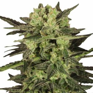 MK Ultra feminized marijuana seeds