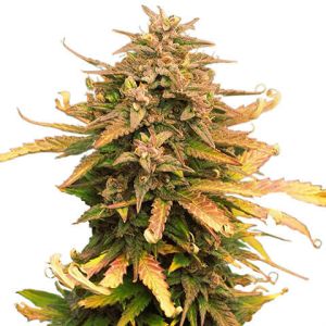 moby dick feminized marijuana seeds