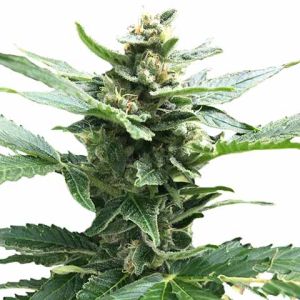 Northern Lights feminized marijuana seeds