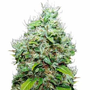 NYC Diesel feminized marijuana seeds