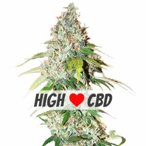 OG Kush CBD feminized cannabis seeds