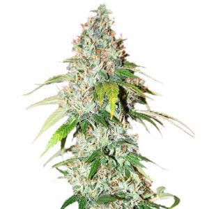 OG Kush feminized cannabis seeds