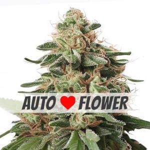 Peanut Butter Breath Autoflower Weed seeds