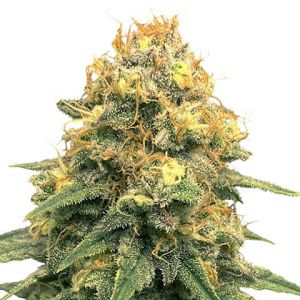 Power Plant feminized marijuana strain