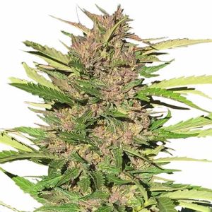 Pure Indica feminized marijuana seeds