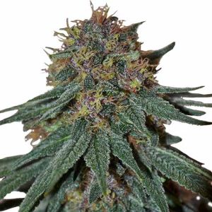 Purple Haze feminized cannabis seeds