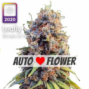 runtz autoflower leafly strain of the year 2020