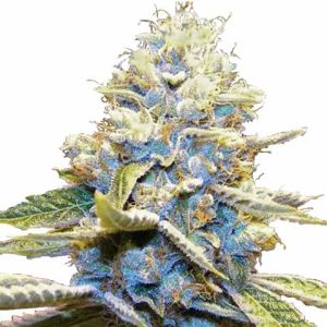 Skywalker OG feminized cannabis seeds