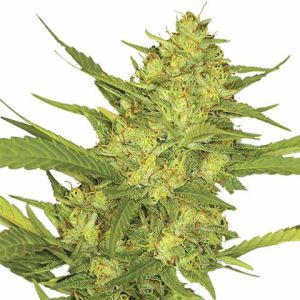 Sour Diesel feminized marijuana seeds