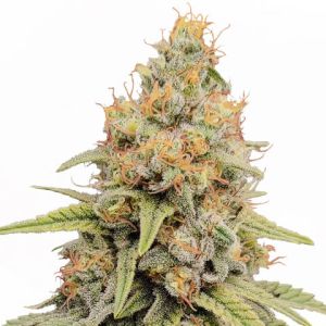 Strawberry Kush feminized marijuana seeds