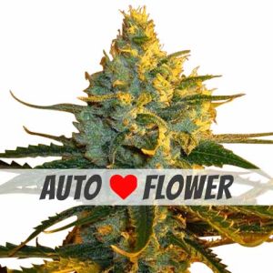 Super Lemon Haze autoflower marijuana seeds