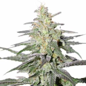 Super Silver Haze marijuana seeds