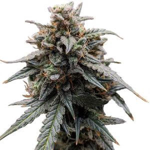 sweet tooth feminized marijuana seeds