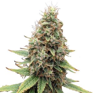 tangie feminized marijuana seeds