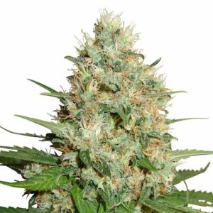 Trainwreck feminized marijuana seeds