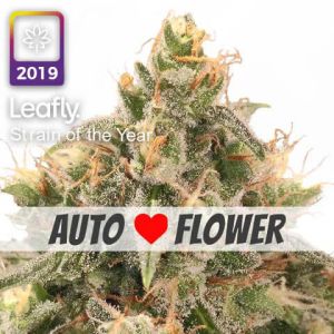 wedding cake autoflower leafly strain of the year 2019