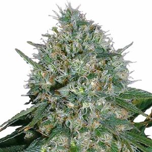 White Rhino feminized marijuana seeds