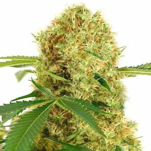 white widow feminized marijuana seeds