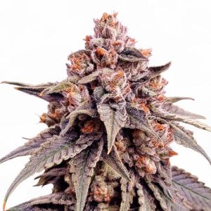 Zkittlez feminized marijuana seeds