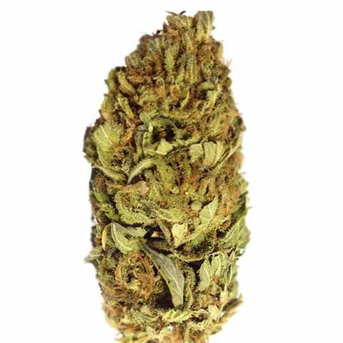 AK-47 Feminized Marijuana Bud