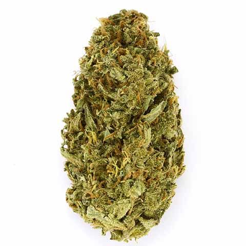 Amnesia Haze Feminized Weed Bud