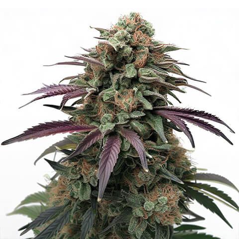 Apple Fritter feminized marijuana seeds