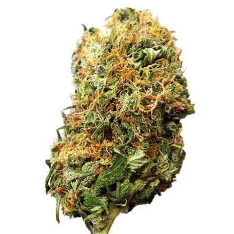 Big Bud Feminized Marijuana Bud