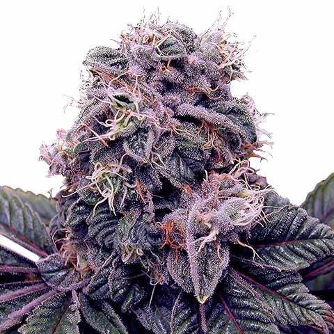 Blackberry Kush Feminized Marijuana Seeds