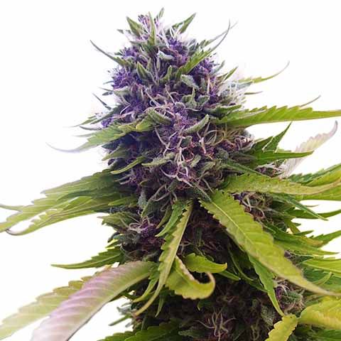 Blueberry Feminized Marijuana Seeds