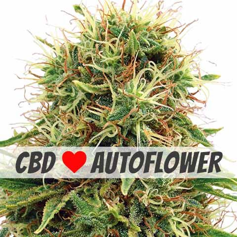 CBD Kush Autoflower Marijuana Seeds