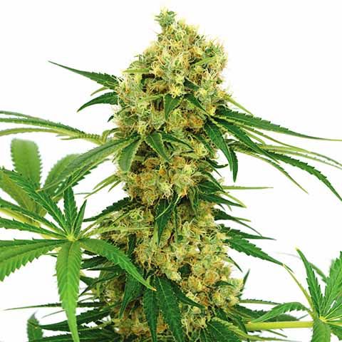 Chocolope Feminized Marijuana Seeds