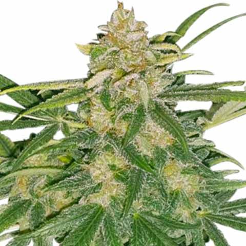 Critical Mass Feminized cannabis seeds