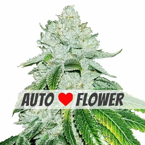 Gelato Autoflower Cannabis Seeds