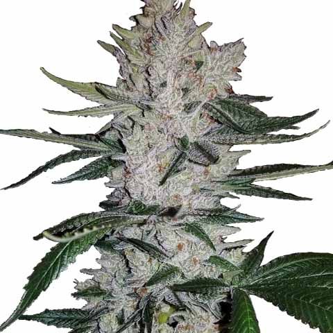 Gorilla Glue Feminized Super Mix Pack Seed Variety Pack